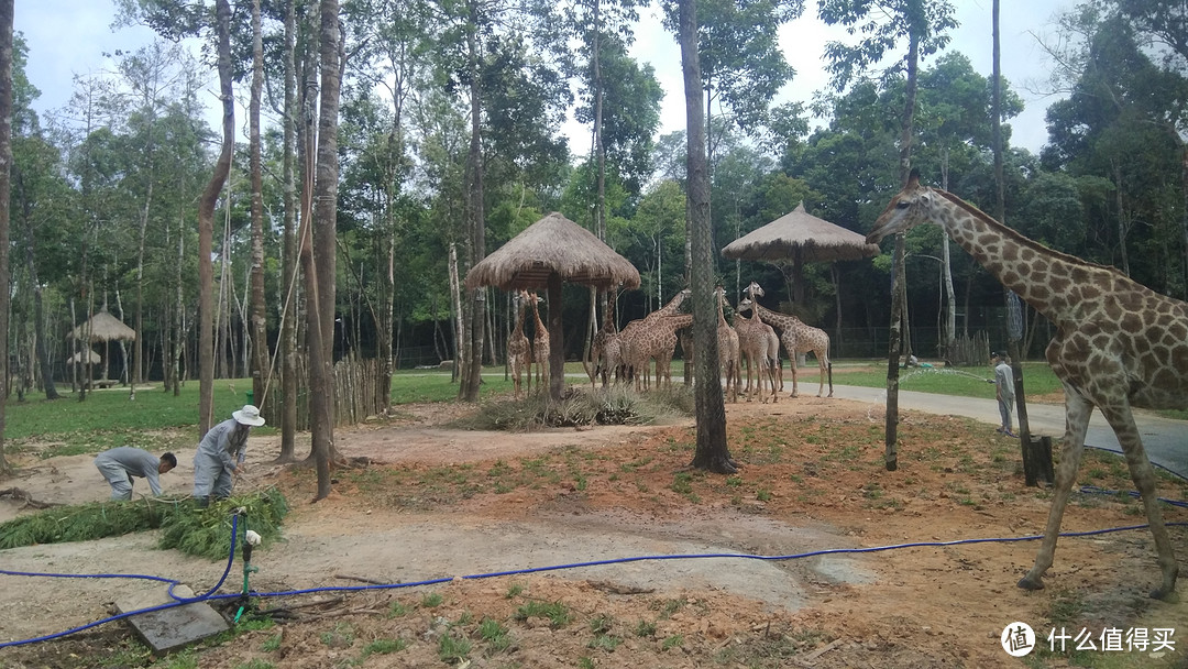 越南富国岛上的Safari动物园一日游