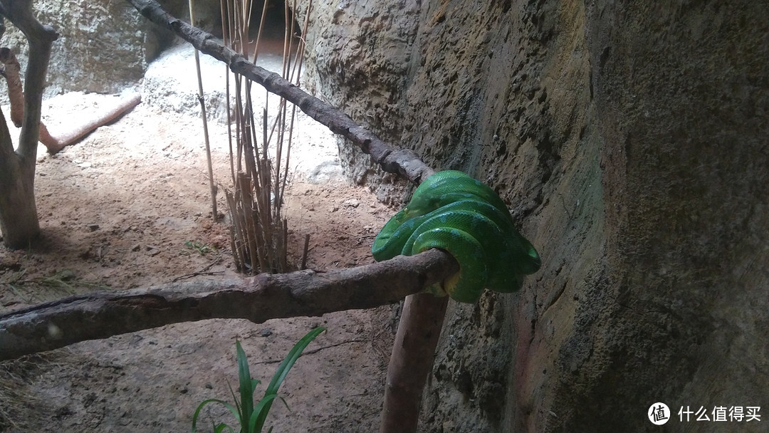 越南富国岛上的Safari动物园一日游