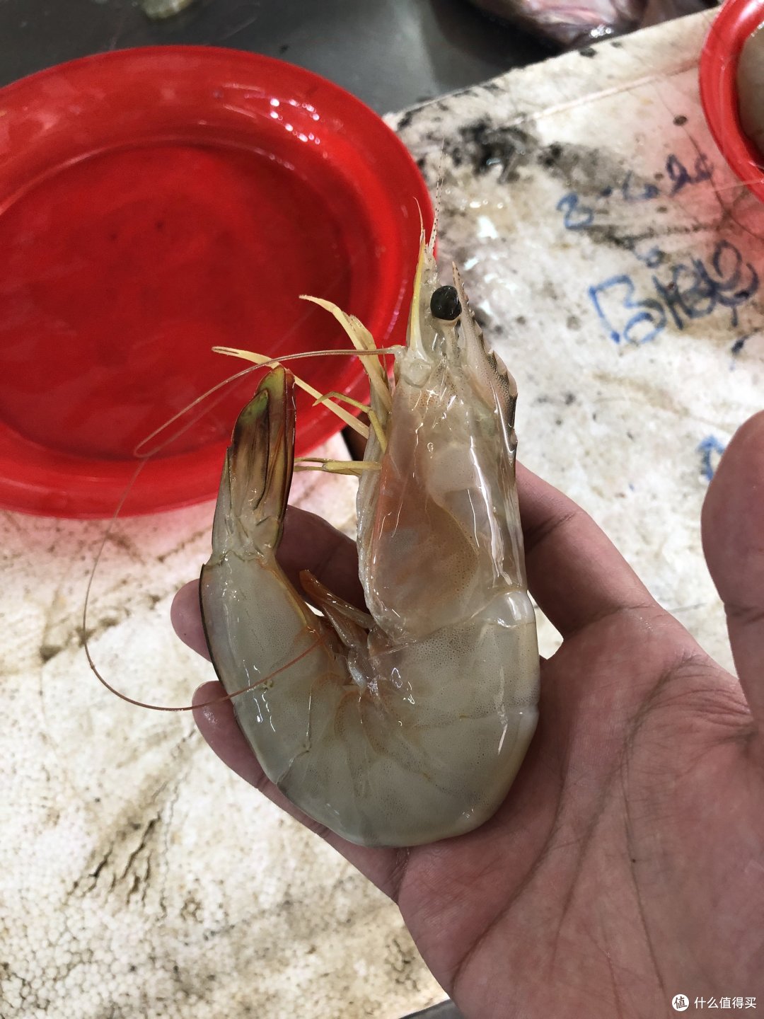 喂老虎喝奶→买龙虾遇坑→海钓+赶海→W酒店下午茶