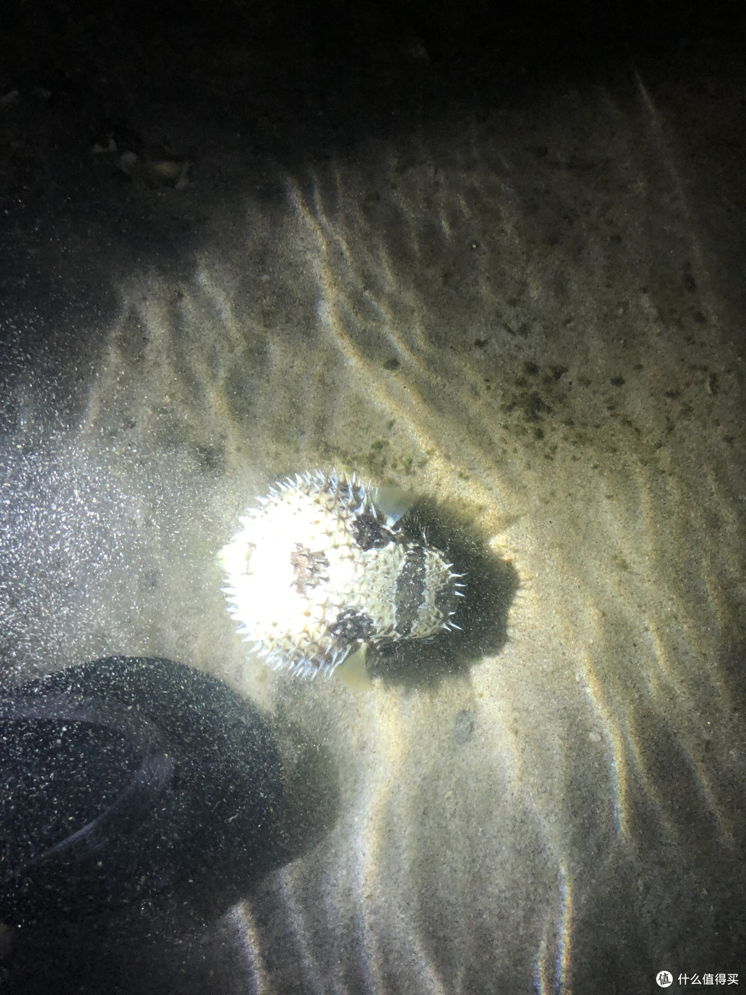 喂老虎喝奶→买龙虾遇坑→海钓+赶海→W酒店下午茶