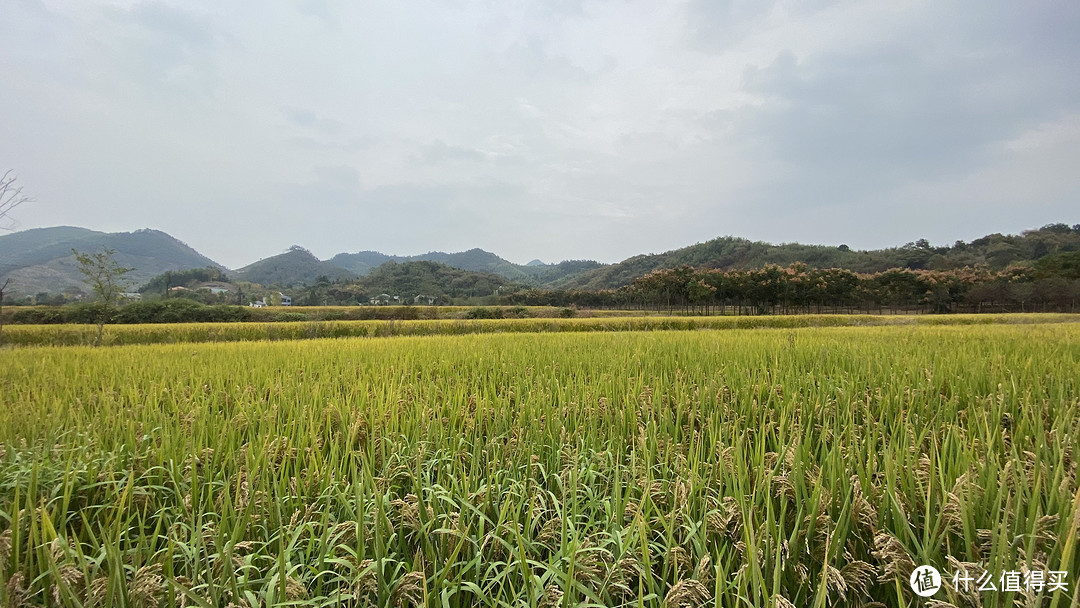 去化城禅寺路上的稻田