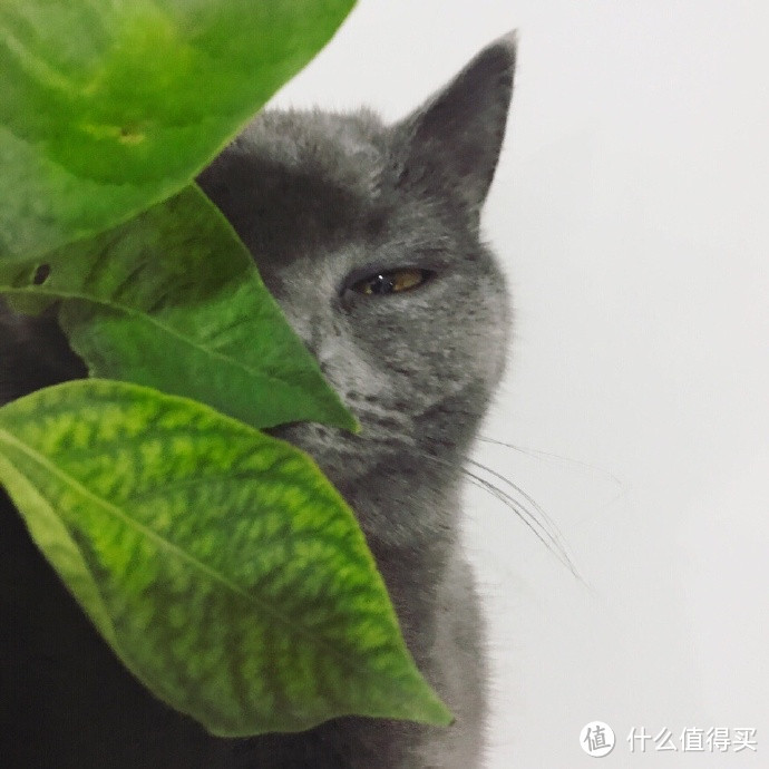 蜜桃猫盲盒第一弹来了，第二弹还会远吗？