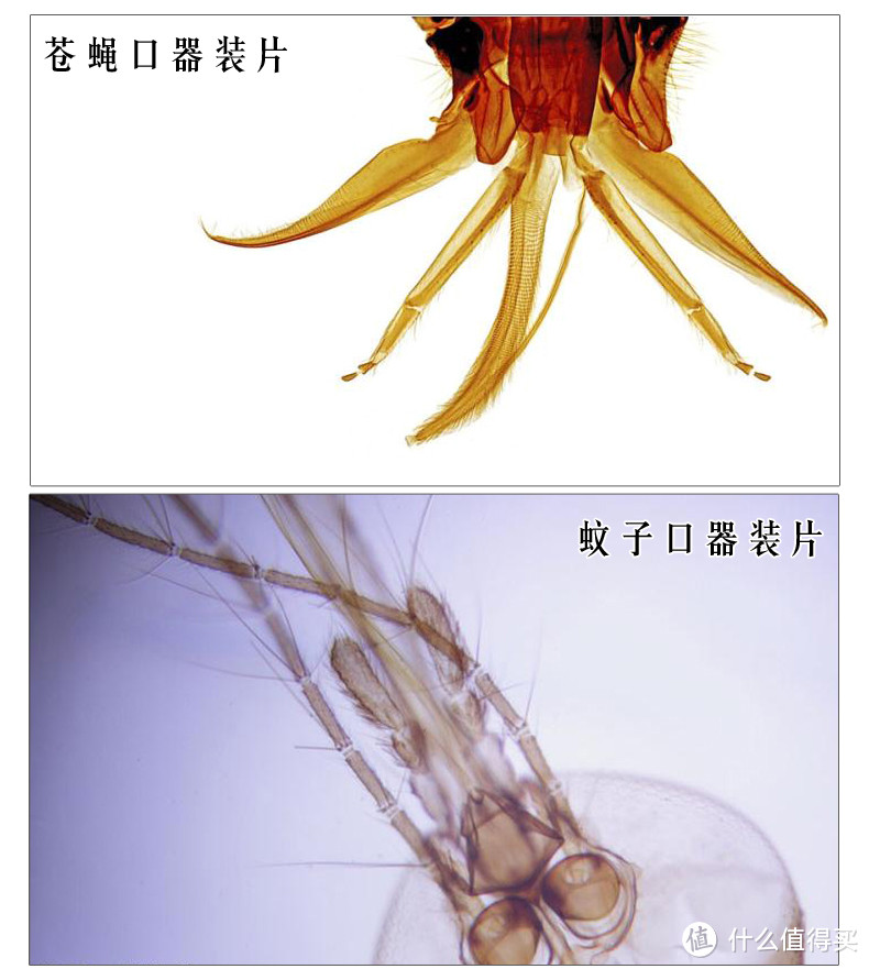 为孩子打开微观世界——蓝宙儿童显微镜（附细胞观察图）