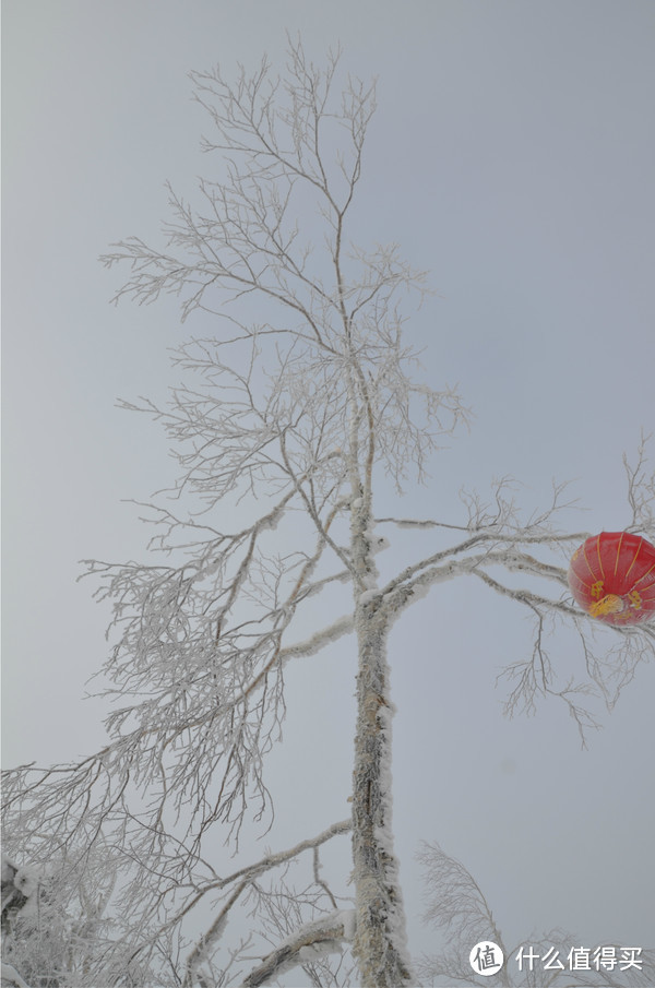 哈尔滨雪乡穿越,羊草山顶看日出