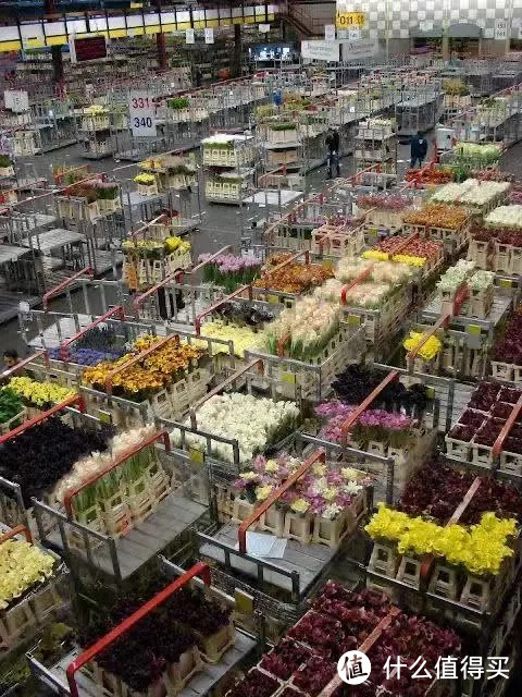 像买白菜一样买花,像养猪一样养花(小白买花实操指南)