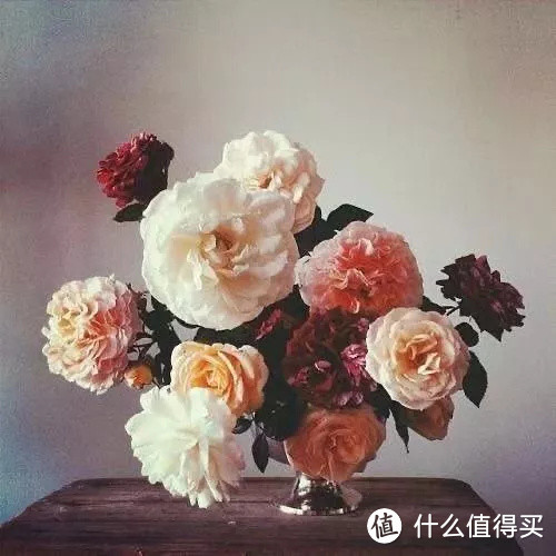 像买白菜一样买花，像养猪一样养花(小白买花实操指南)