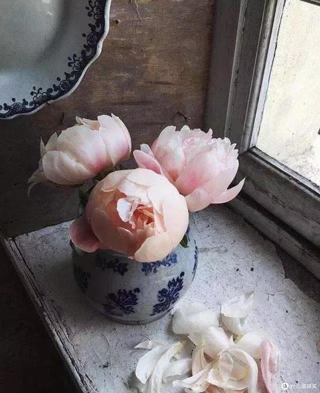 像买白菜一样买花,像养猪一样养花(小白买花实操指南)