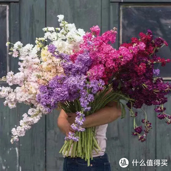 像买白菜一样买花,像养猪一样养花(小白买花实操指南)