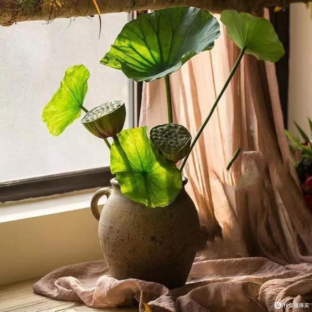 像买白菜一样买花,像养猪一样养花(小白买花实操指南)