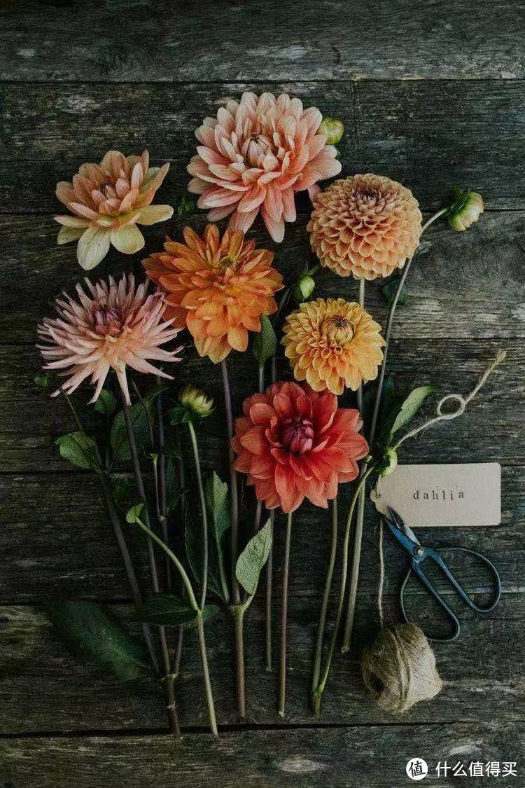 像买白菜一样买花,像养猪一样养花(小白买花实操指南)