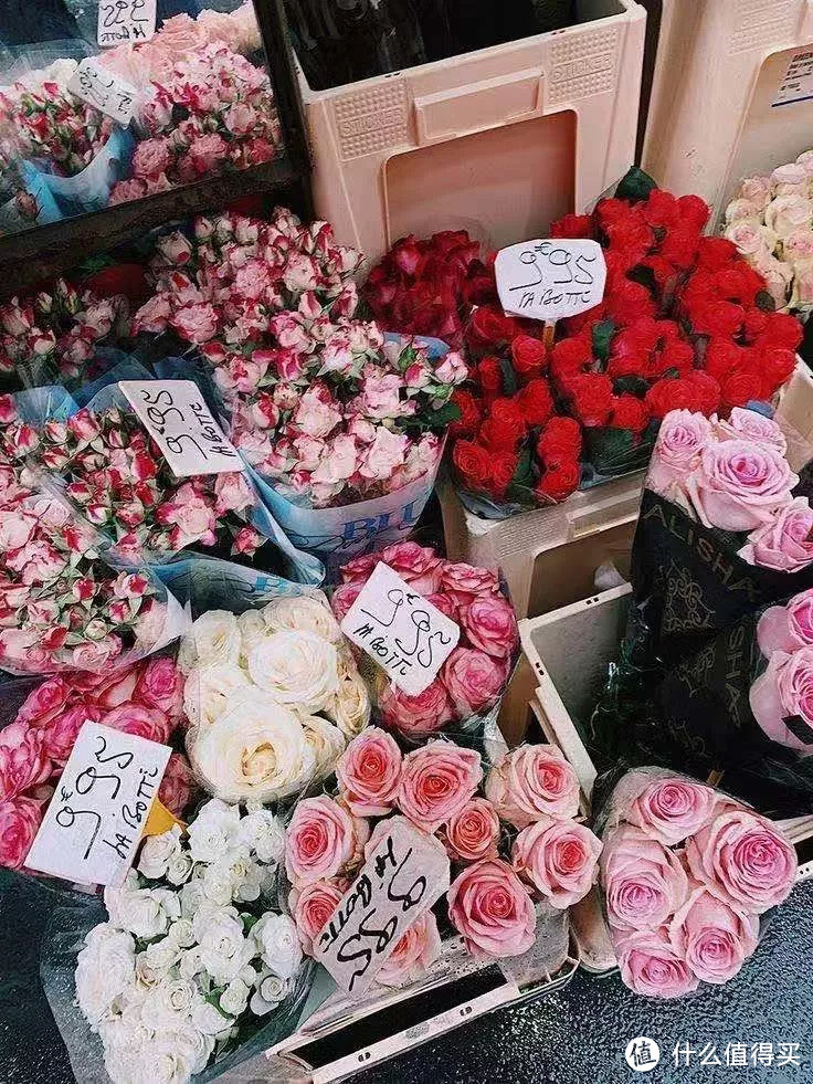 像买白菜一样买花,像养猪一样养花(小白买花实操指南)