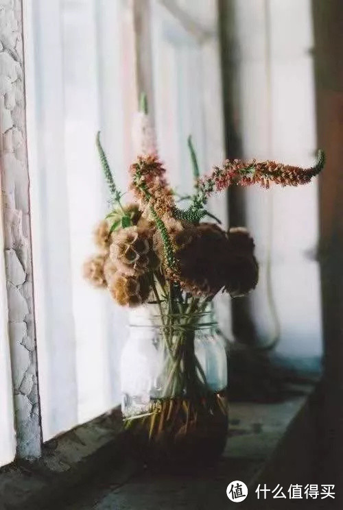 像买白菜一样买花,像养猪一样养花(小白买花实操指南)