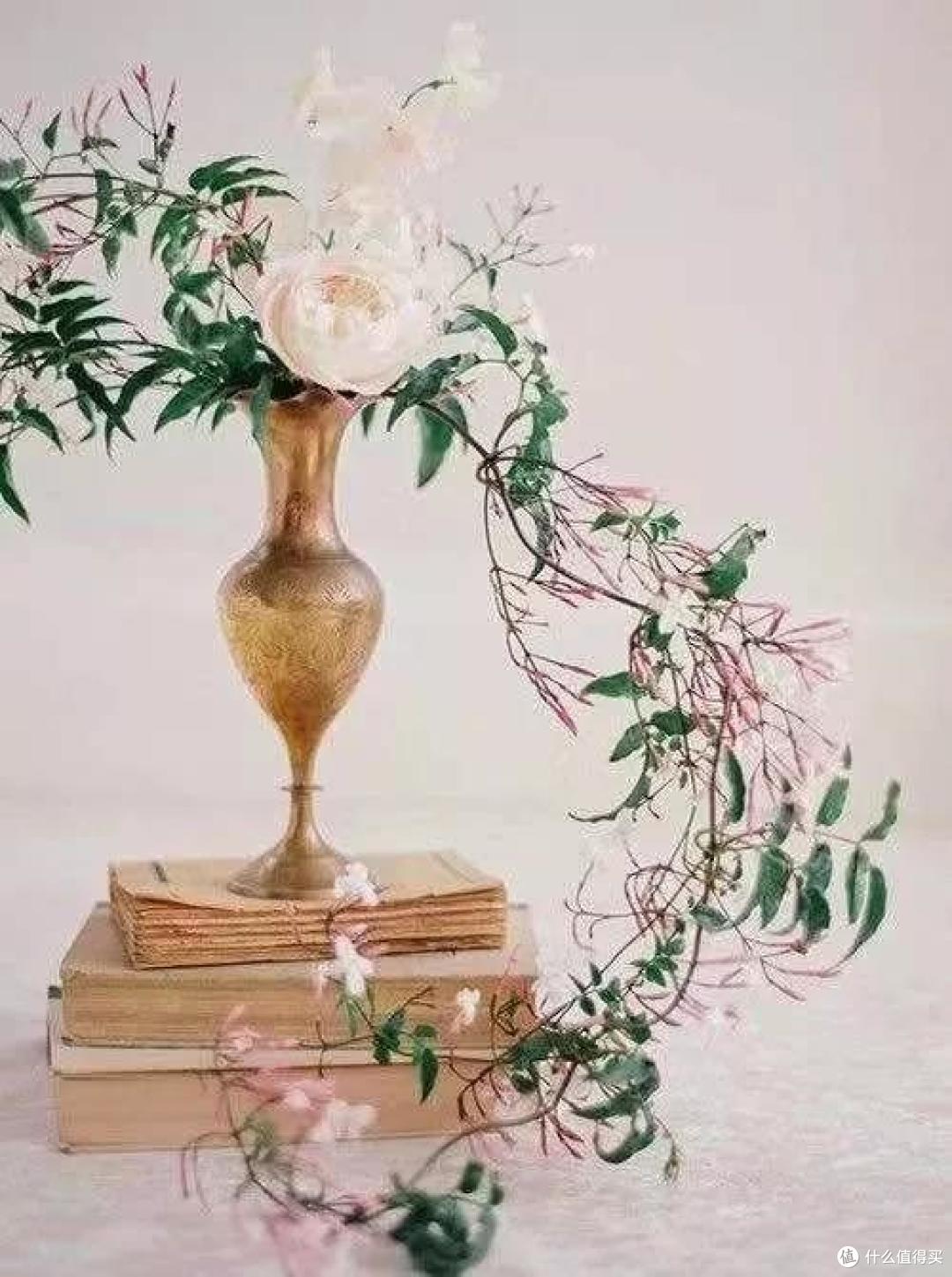 像买白菜一样买花,像养猪一样养花(小白买花实操指南)
