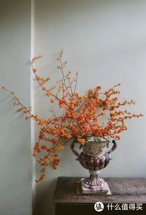 像买白菜一样买花,像养猪一样养花(小白买花实操指南)