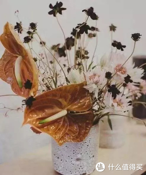 像买白菜一样买花,像养猪一样养花(小白买花实操指南)