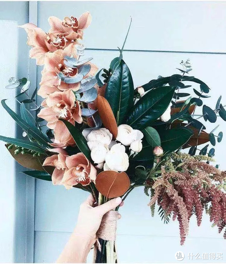 像买白菜一样买花,像养猪一样养花(小白买花实操指南)