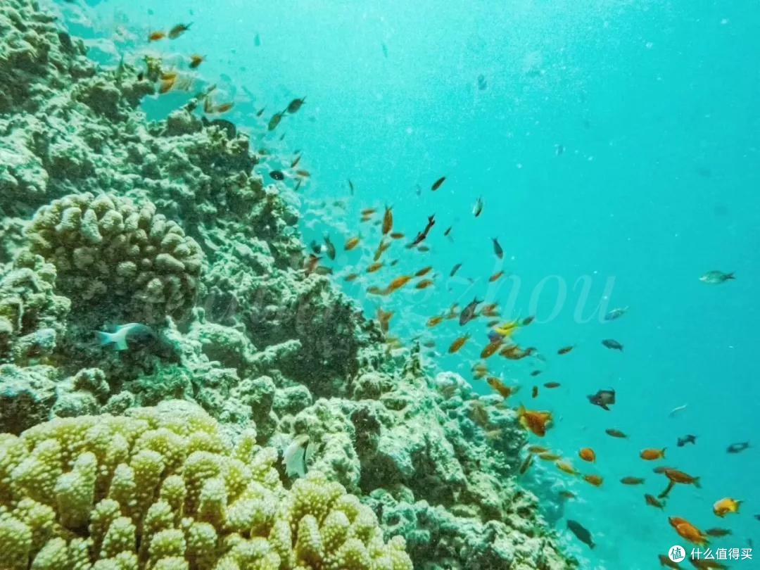 马尔代夫浮潜分等级ABC？岸边浮潜还能看珊瑚？那都是骗你们的！