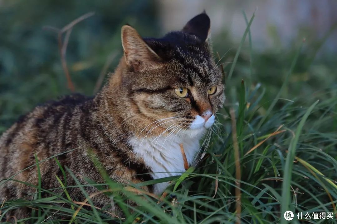 相机LIFE | 值得为镜入佳能 RF 70-200mm F2.8L IS USM