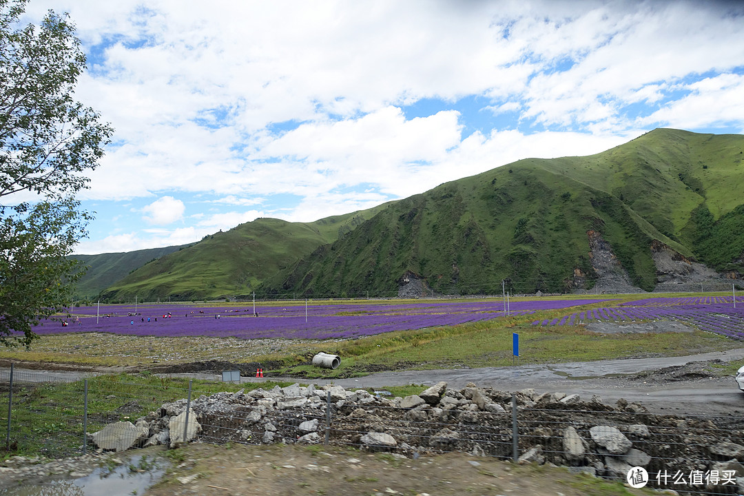 十里画廊-薰衣草基地