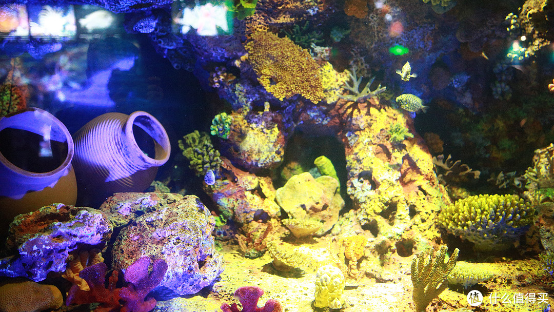冬日溜娃好去处——上海海洋水族馆(大图较多,非wifi模式下慎入)