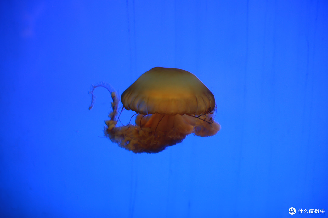 冬日溜娃好去处——上海海洋水族馆(大图较多,非wifi模式下慎入)
