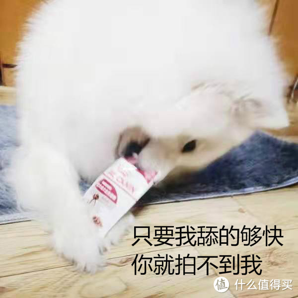 给狗狗的新年礼物！宠物湿粮怎么选，关键知识点全收纳！