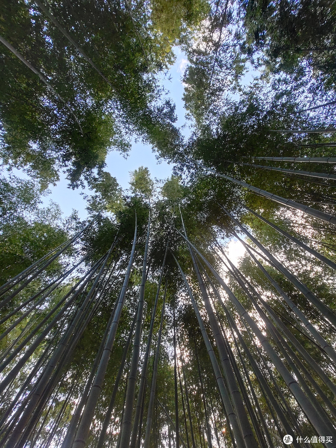 岚山竹林，电影《卧虎藏龙》拍摄地