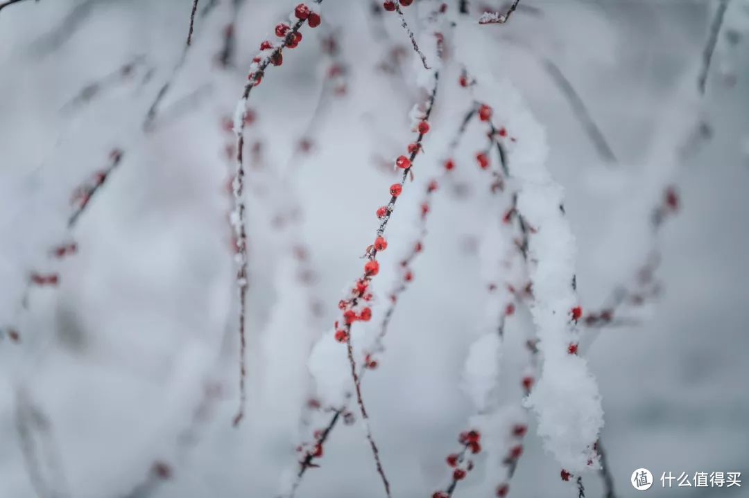小寒,2020年北京的第一场雪!雪中古建园林宛若画卷