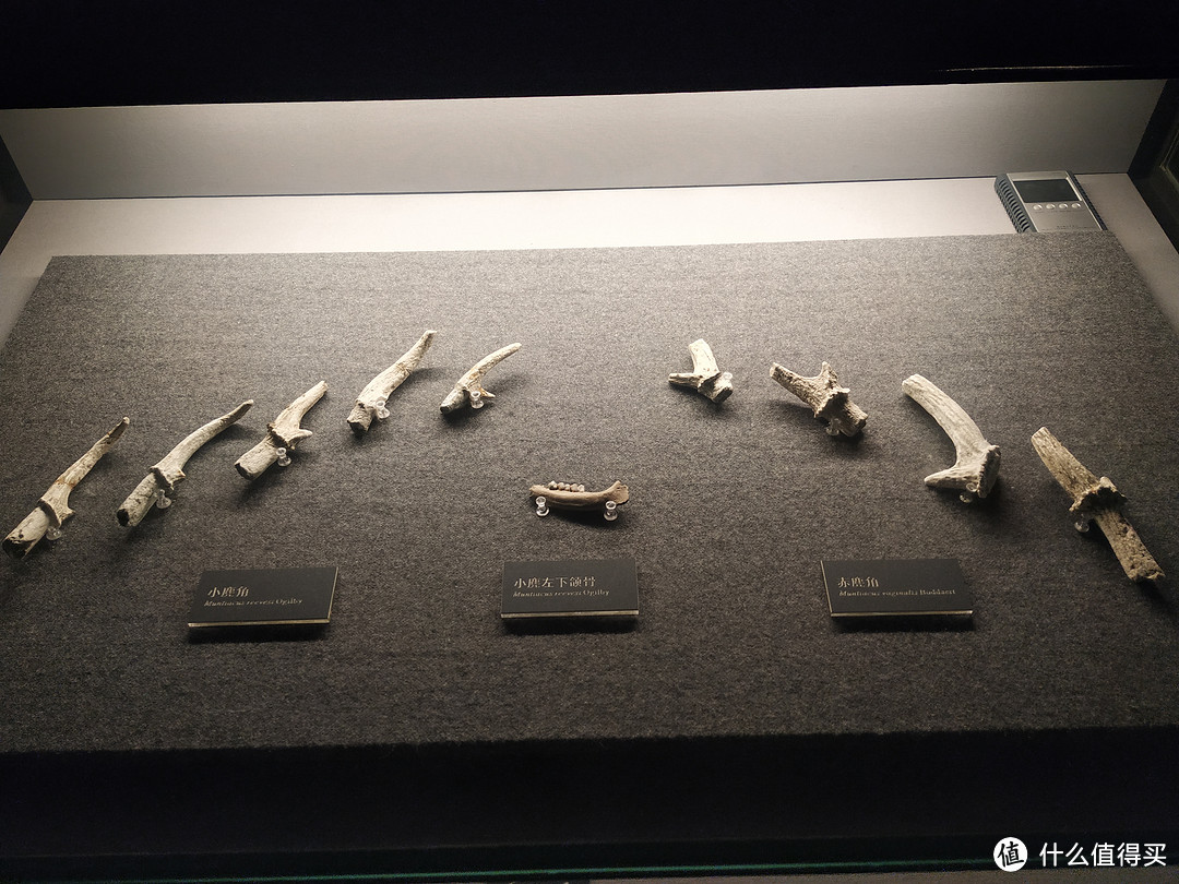第一展厅的展品多为生物化石