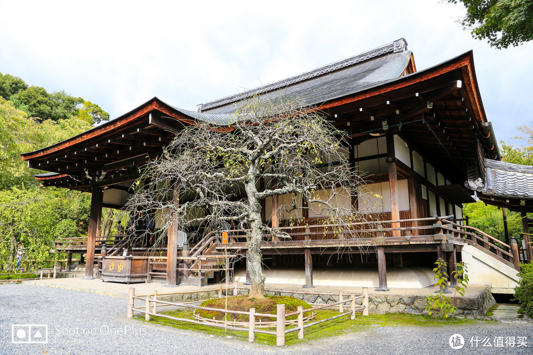 京都市内补全 岚山竹林探秘