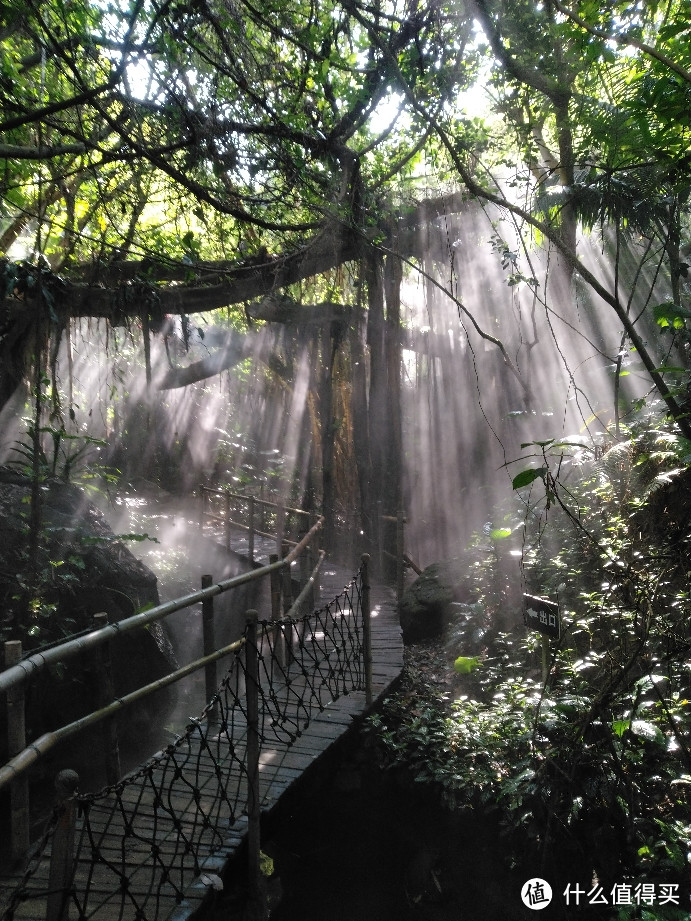 热带雨林