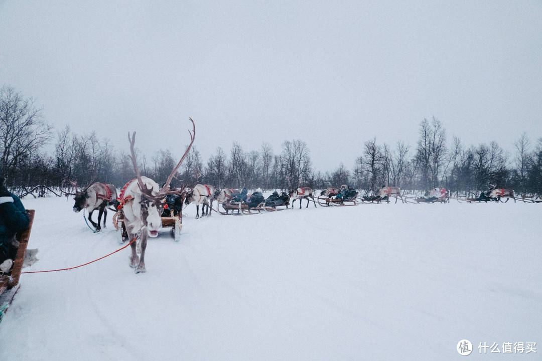 驯鹿雪橇队