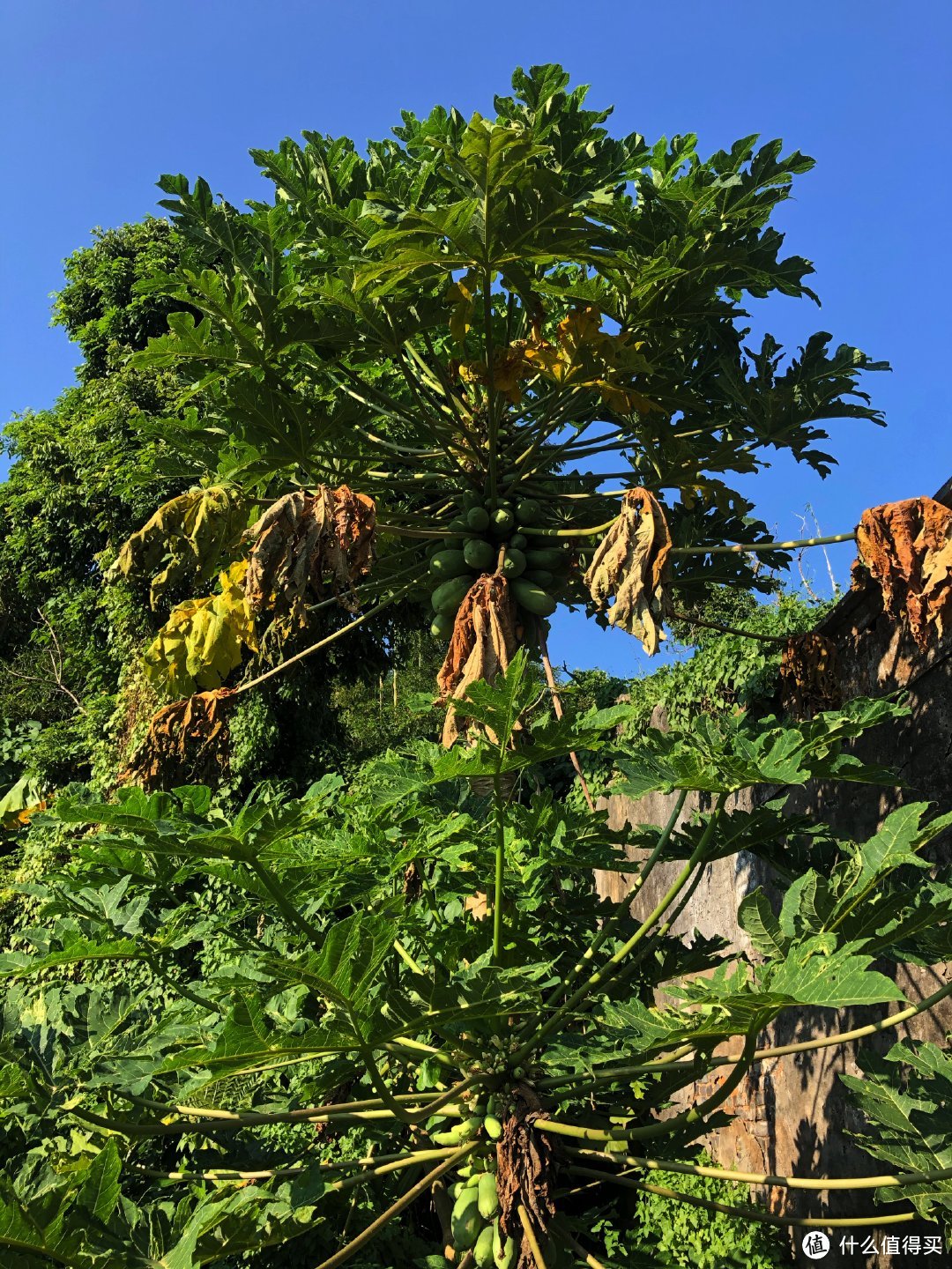 凤凰涅槃，浴火重生。— 轻装三天漫游凤凰径