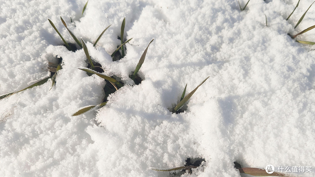 瑞雪让小麦盖上了被子丨明年必是丰收年！