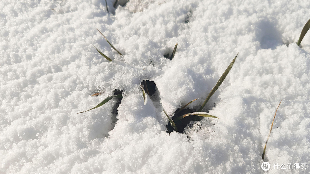 瑞雪让小麦盖上了被子丨明年必是丰收年！