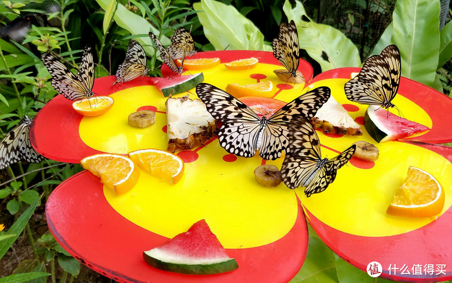 蝴蝶们吃水果