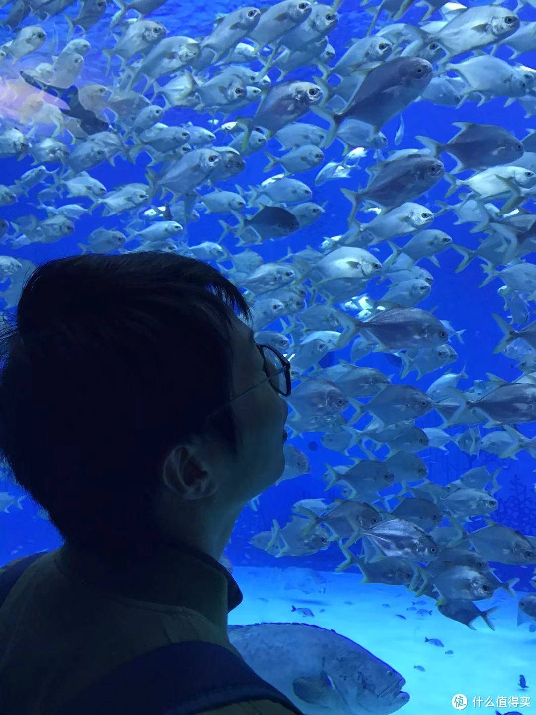 上海海昌水族馆游记~重点是最后跟网红海豹拍照的秘籍~