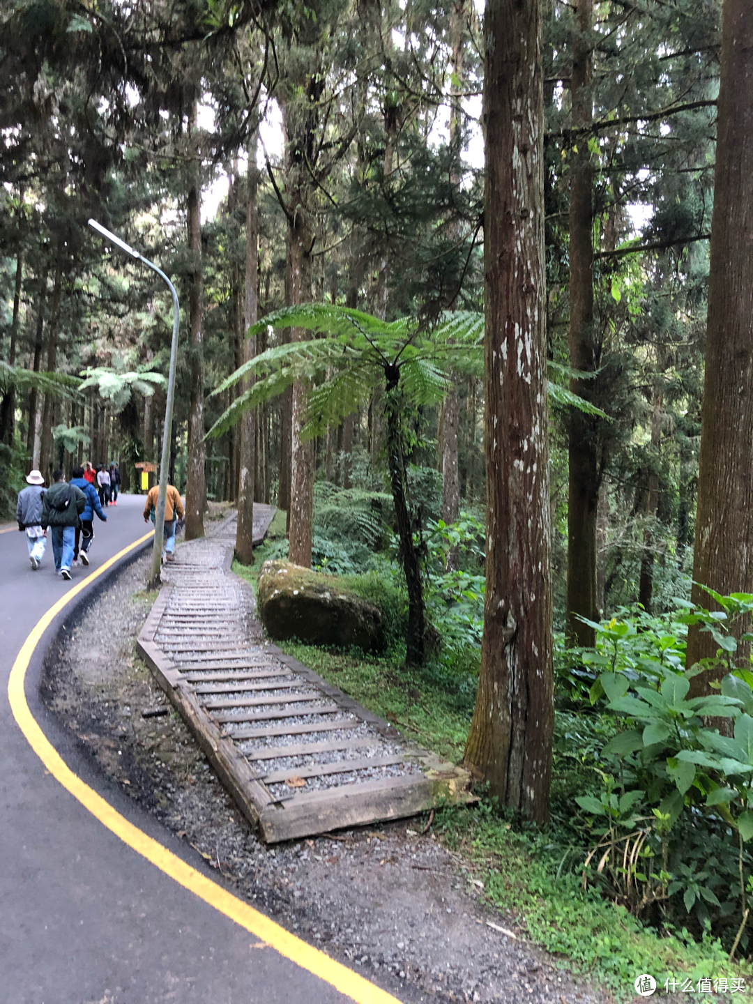 台湾旅游攻略day2：基隆野柳地质公园、南投溪头自然教育园区