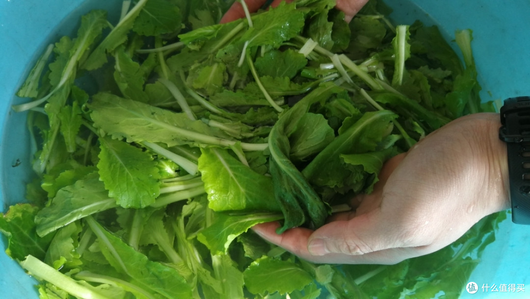 大棚里刚摘的小白菜