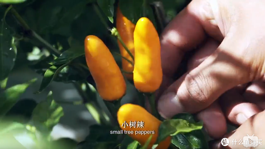 值得推荐的美食纪录片（高能预警）