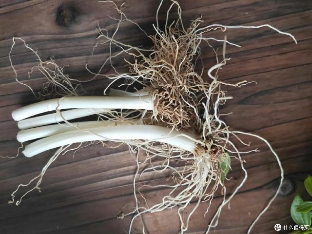 感冒就怕这食材,安全无副作用,适合六个月以上感冒初期的宝宝
