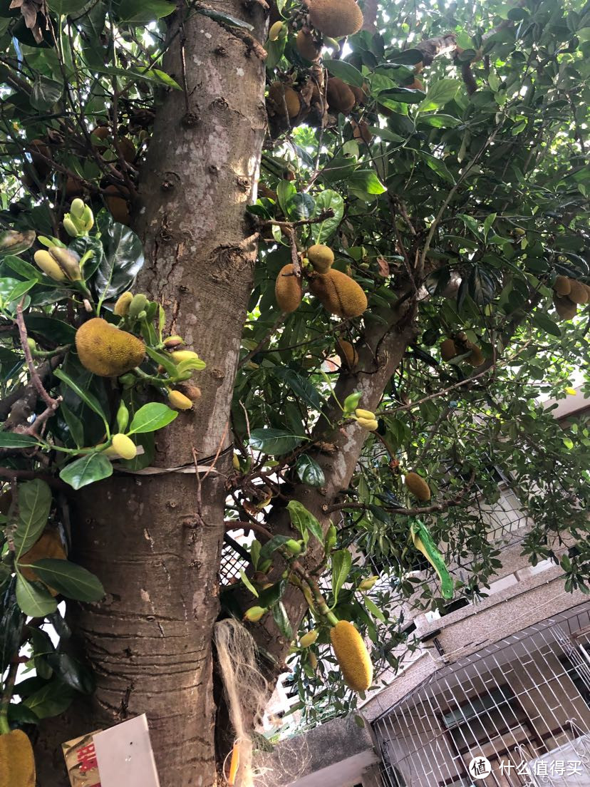 海南省海口市见闻路边的花花草草（海口市秀英区见闻录）海口本地人生活实录