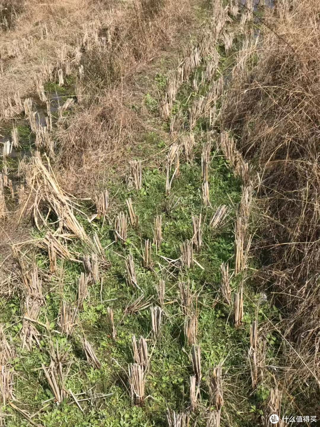 闲置田头之间，休养的土地上孕育着别样的美味