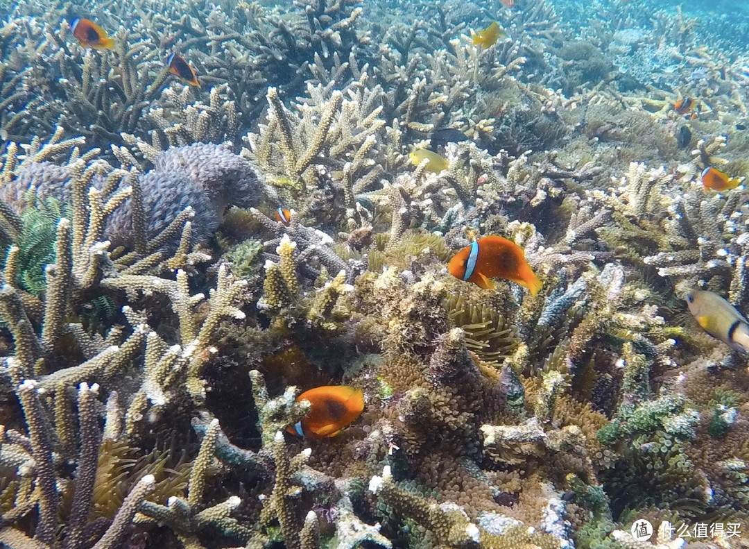 菲去不可！上帝的水族箱，薄荷岛+杜马盖地全攻略