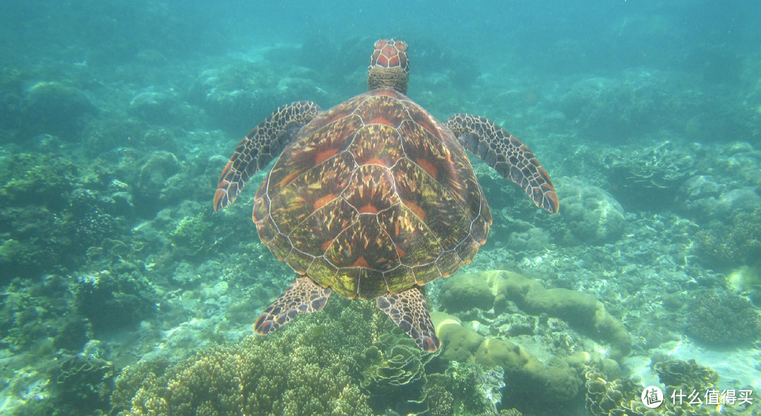 偶遇海龟