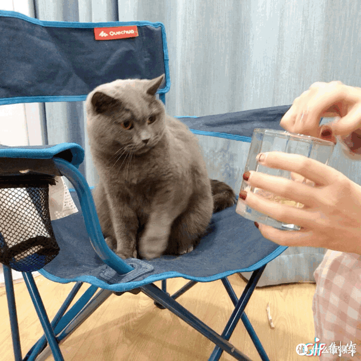 猫咪也爱喝的啤酒你喝过吗?——Boxing Cat 拳击猫精酿啤酒换新来袭!