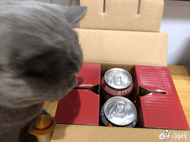 猫咪也爱喝的啤酒你喝过吗?——Boxing Cat 拳击猫精酿啤酒换新来袭!