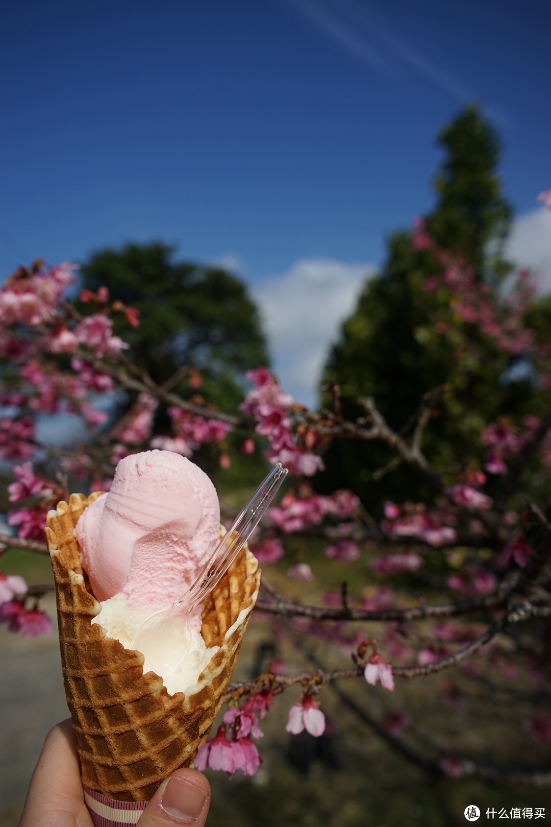 冲绳的樱花是最早开的，和本州的樱花品种不太一样，偏大个，冰淇淋不错，奶味足。