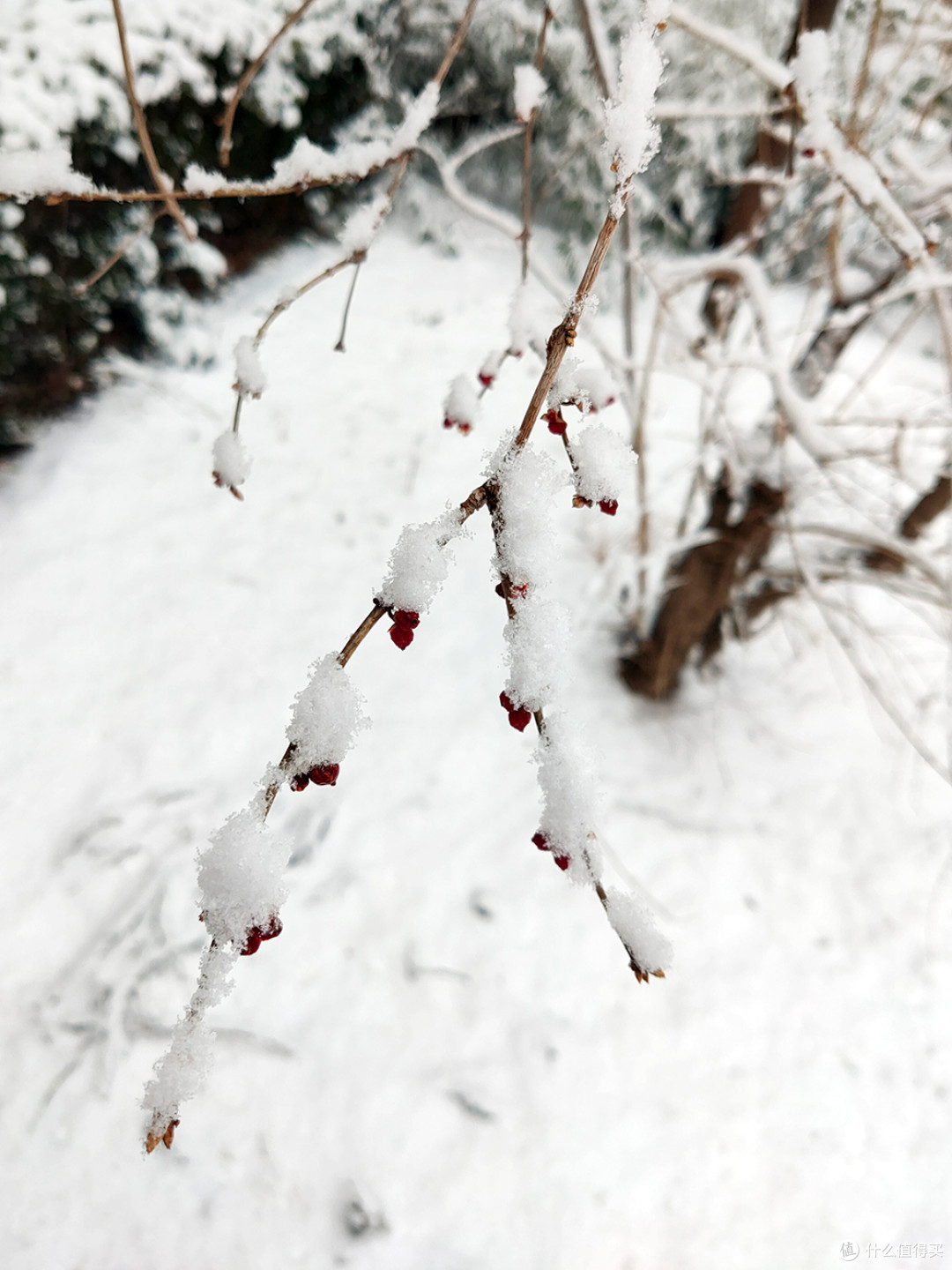 北京的雪天，让世界变化了模样
