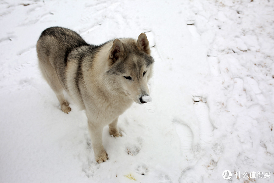 北京下雪天，偶遇宠物哈士奇
